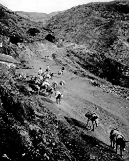 Venezuela Prints: Donkey train, Venezuela