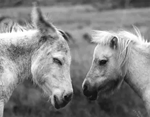 DONKEYS