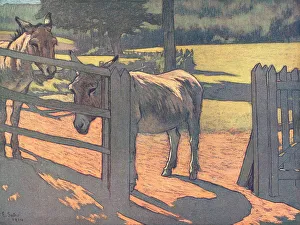 Expanse Prints: Donkeys
