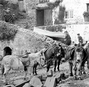 Donkeys on the beach, Clovelly, early 1900s