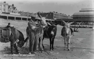 Donkeys at Burnham-on-Sea