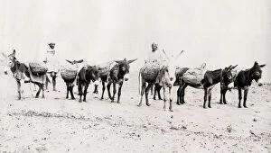 Laden Gallery: Donkeys laden with goods, on the beach Algeria