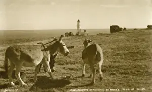 Scilly Prints: Donkeys at Peninnis Head, Isles of Scilly