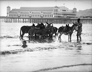 Donkeys in Sea