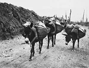 WWI Animals Gallery: Donkeys in World War I