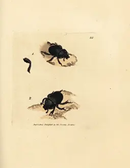 Dor beetle or earth-boring dung beetle, Geotrupes