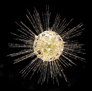 Rhizaria Collection: Dorataspis diodon, radiolarian