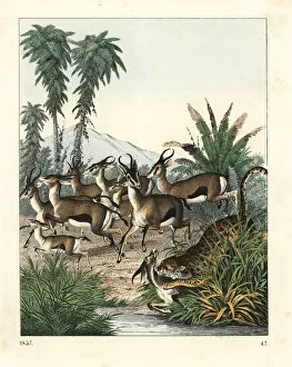Prey Gallery: Dorcas gazelle running from a cheetah