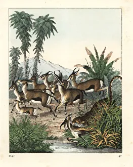 Prey Gallery: Dorcas gazelle running from a cheetah