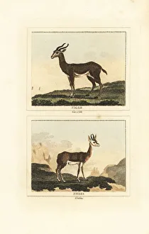 Senegal Prints: Dorcas gazelle and Senegalese corine