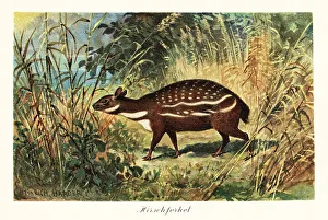 Pleistocene Prints: Dorcatherium, extinct genus of tragulid ruminant