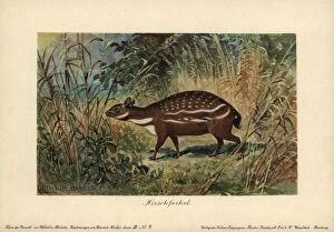 Chevrotain Collection: Dorcatherium, extinct type of chevrotain mouse deer