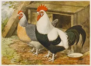 Dorking Prints: Dorking Cock and Hen