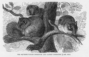 Wildlife Gallery: DORMOUSE