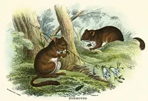 C1840 Prints: Dormouse / Stewart C1840