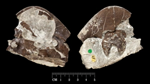 North America Gallery: Dorsal & Ventral Isotelus platycephalus