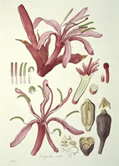 Doryanthes excelsa, gymea lily