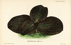 Pannemaeker Prints: Dossinia marmorata orchid