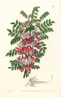 Dosua indigo, Indigofera dosua