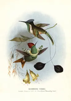 Mirabilis Prints: Dot-eared coquette, Lophornis gouldii