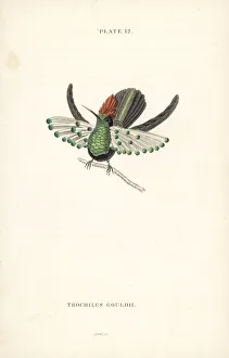 Trochilus Collection: Dot-eared coquette, Lophornis gouldii. Vulnerable
