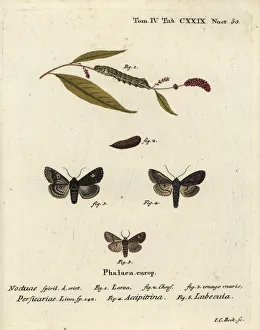 Klinger Collection: Dot moths