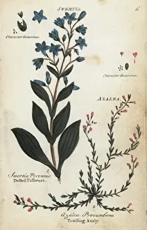 Joshuahamilton Prints: Dotted felwort and alpine azalea