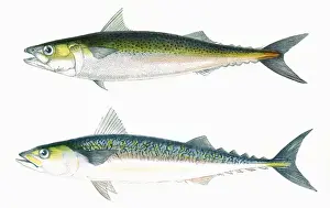 Dotted Prints: Dotted Mackerel and Scribbled Mackerel
