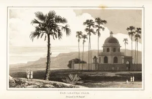 Zoography Prints: Doub palm trees, Borassus flabellifer, in India