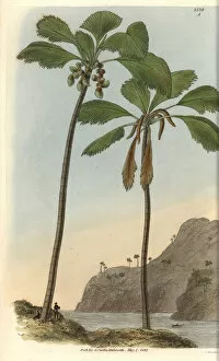 1827 Collection: Double coconut palm tree, Seychelles-Island