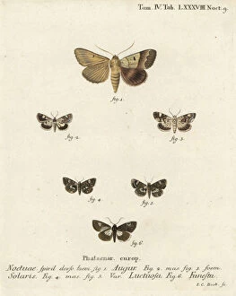 Eugenius Collection: Double dart, pale shoulder, four-spotted moth and druid moth