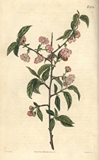 Almond Gallery: Double dwarf almond, Amygdalus pumila