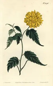 Japonicus Prints: Double-flowered Japanese rose, Kerria japonica