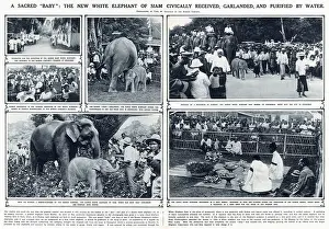 Thailand Prints: Double page spread in The Illustrated London News reporting on the new white elephant calf