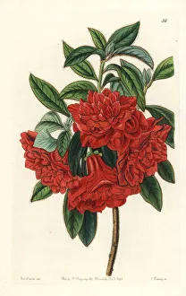Azalea Gallery: Double red azalea India, Azalea sinensis