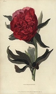 Double red peony, Paeonia officinalis rubra plena Double red peony, Paeonia officinalis rubra plena