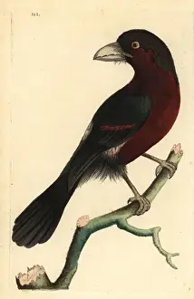 Double-toothed barbet, Lybius bidentatus