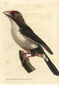 Double-toothed barbet, Pogonornis bidentatus