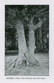 Double Tree (Oak and Beech) near the Rufus Stone