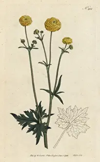 Sansom Prints: Double upright crowfoot, Ranunculus acris flore pleno