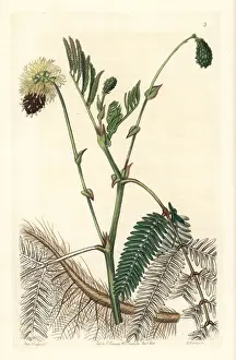 Double-yellow water sensitive plant, Neptunia plena