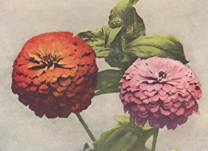 Images Dated 21st June 2012: Double zinnias