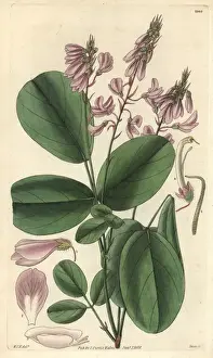 Doubtful Prints: Doubtful desmodium, Desmodium dubium