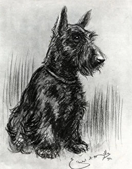 Images Dated 1st October 2018: Dougal, Prince Henrys Scottish terrier