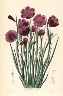 Douglas grasswidow, Olsynium douglasii