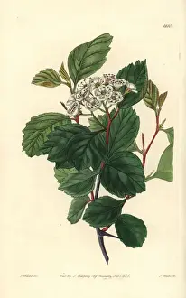 Sydenhamedwards Prints: Douglas thorn tree or black hawthorn, Crataegus douglasii