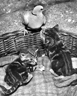 Doves Prints: Dove and Kittens