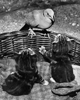Dove and kittens with a basket