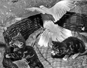 Dove and kittens with a basket