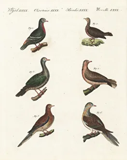 Ornithology Prints: Dove species and extinct passenger pigeon